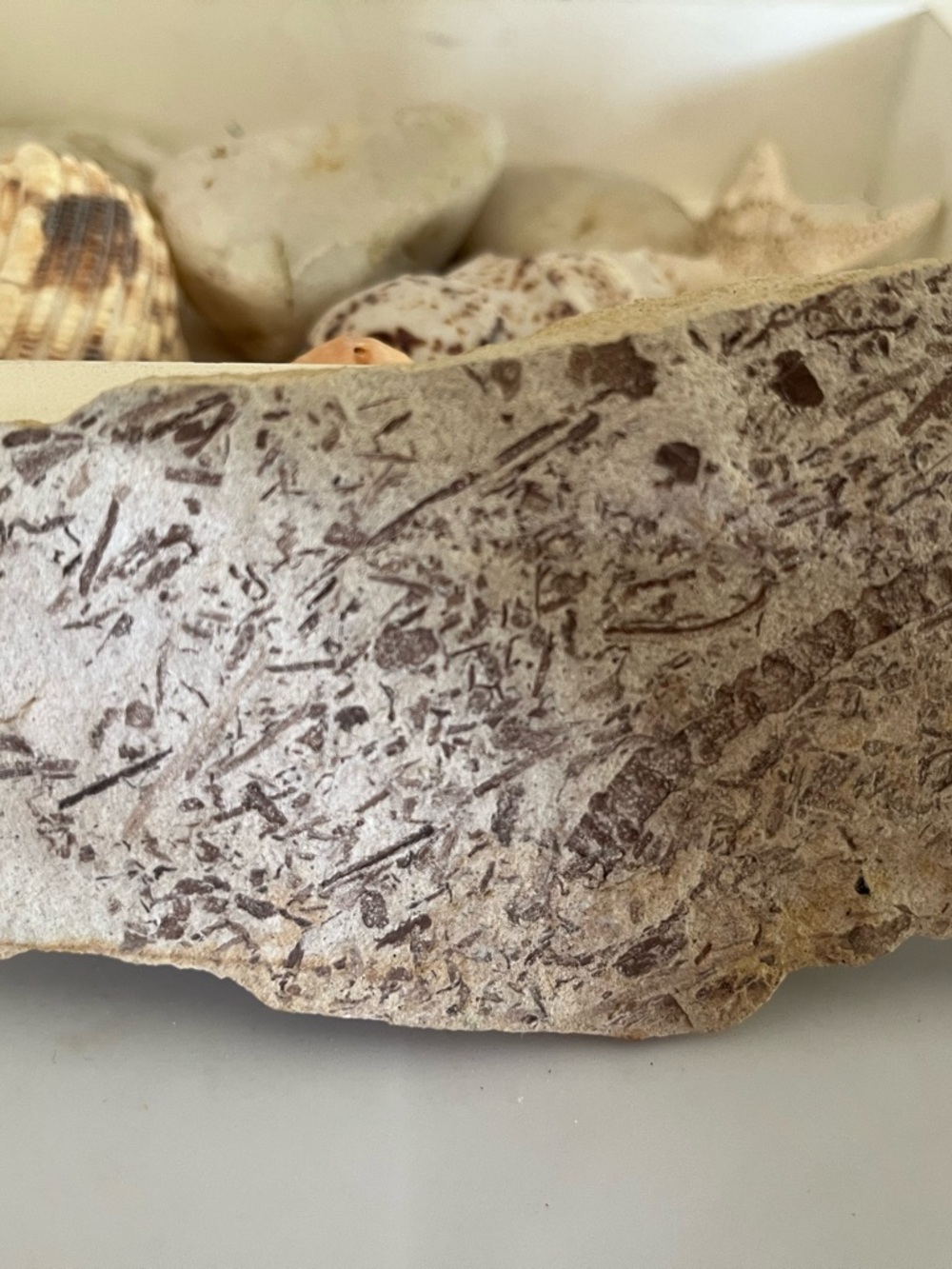 Natural Plant Fossil Stone slab